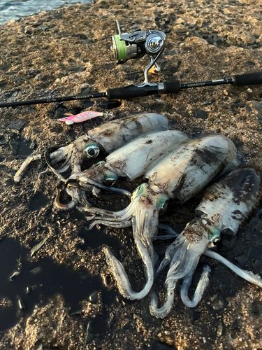 アオリイカの釣果