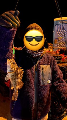 クロソイの釣果