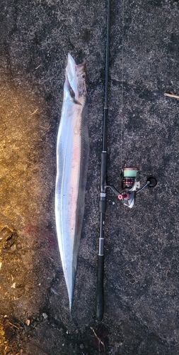 タチウオの釣果