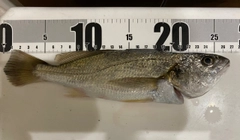 イシモチの釣果