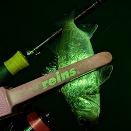 セイゴ（ヒラスズキ）