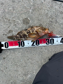 キジハタの釣果