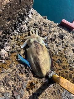 モンゴウイカの釣果
