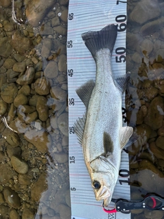 ヒラスズキの釣果