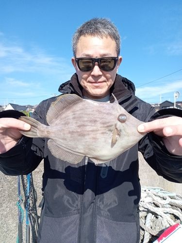 カワハギの釣果