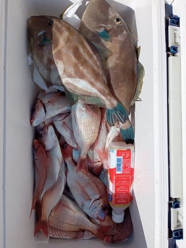 ハナダイの釣果