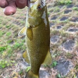 スモールマウスバス