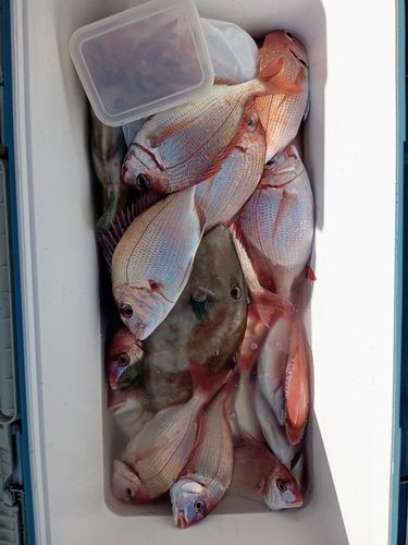 ハナダイの釣果