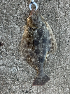 ヒラメの釣果