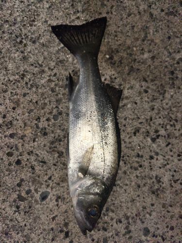 セイゴ（ヒラスズキ）の釣果