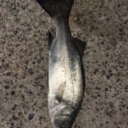 セイゴ（ヒラスズキ）