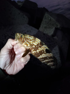 キジハタの釣果