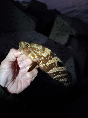 キジハタの釣果