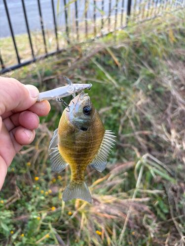 ブルーギルの釣果
