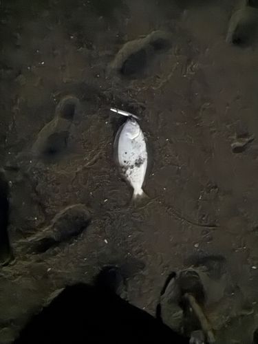 高瀬川河口（三沢）