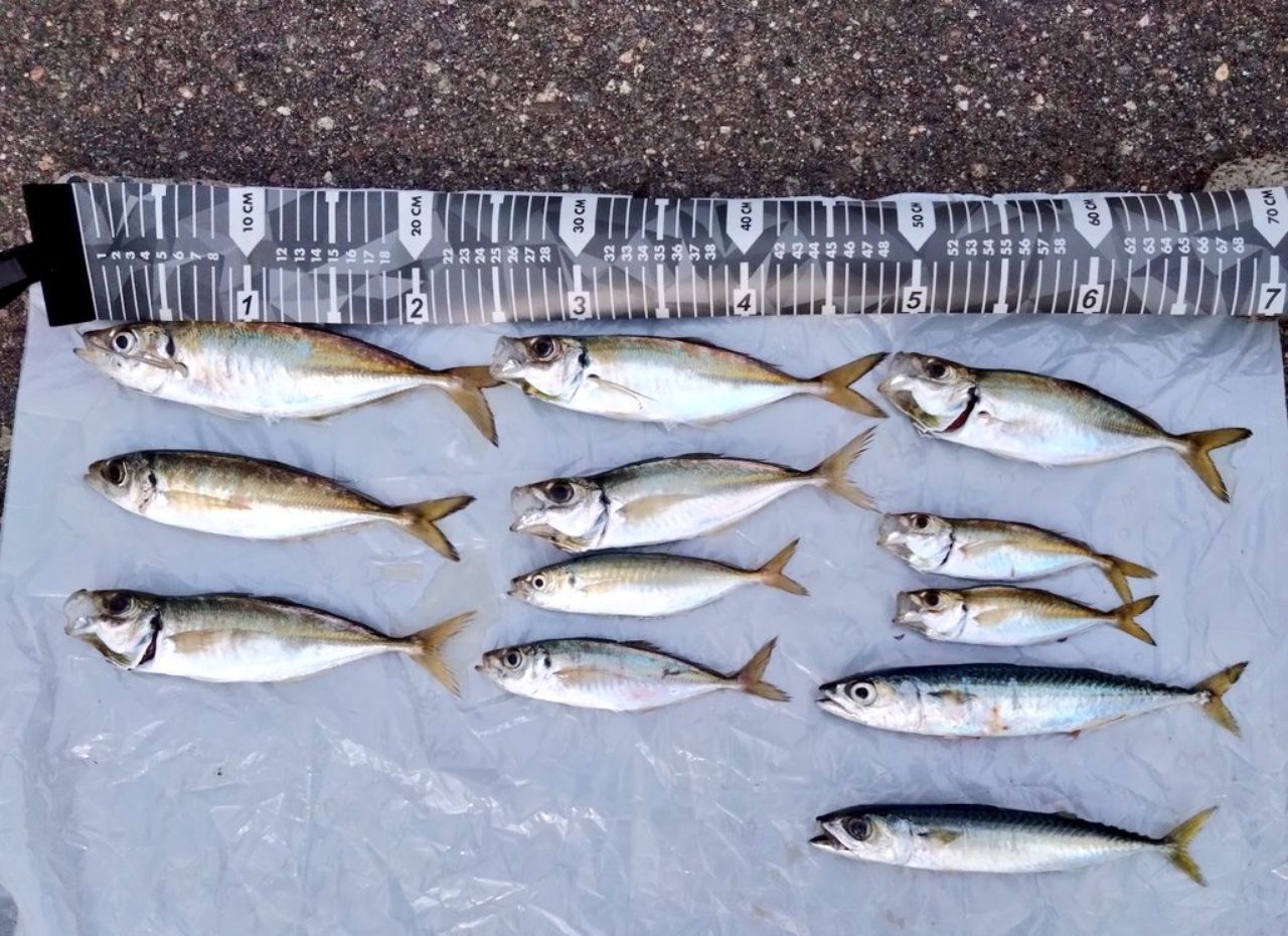 鯵道　AD1-S502L AD1-S502L アジング 鯵道1G | ロッド,1Gシリーズ,鯵道1G | メジャー