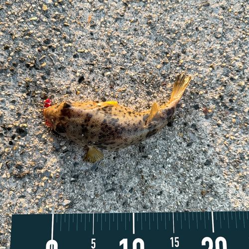 ヒガンフグの釣果