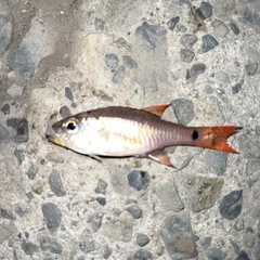 クロホシイシモチの釣果