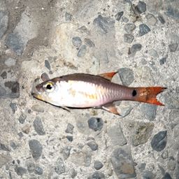 クロホシイシモチ