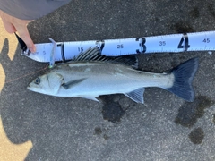 セイゴ（マルスズキ）の釣果