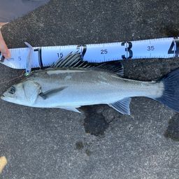 セイゴ（マルスズキ）