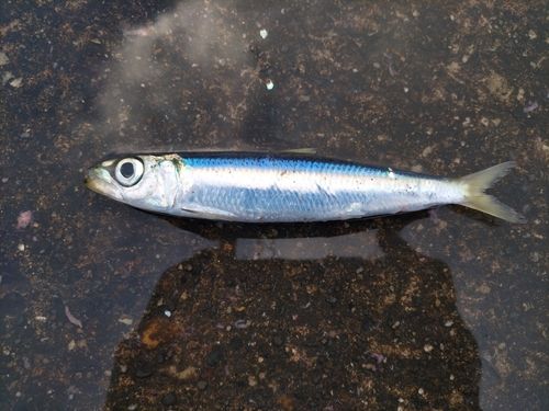 ウルメイワシの釣果