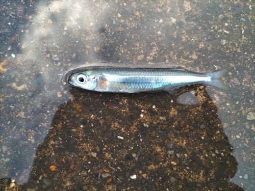 トウゴロウイワシの釣果