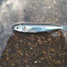 トウゴロウイワシ