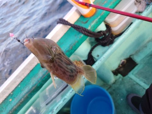 カワハギの釣果