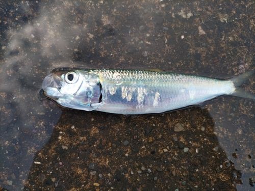 カタボシイワシの釣果