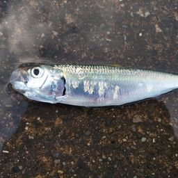 カタボシイワシ