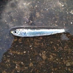 カタクチイワシ