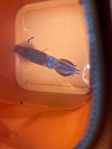 マメイカの釣果