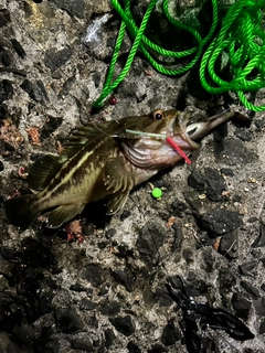 シマゾイの釣果