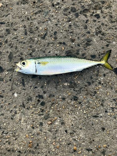 サバの釣果