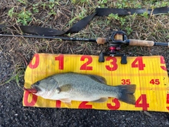 ラージマウスバスの釣果