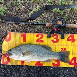 ラージマウスバス