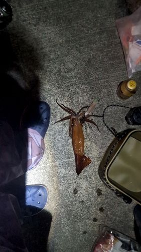 スルメイカの釣果