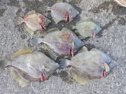 カワハギの釣果