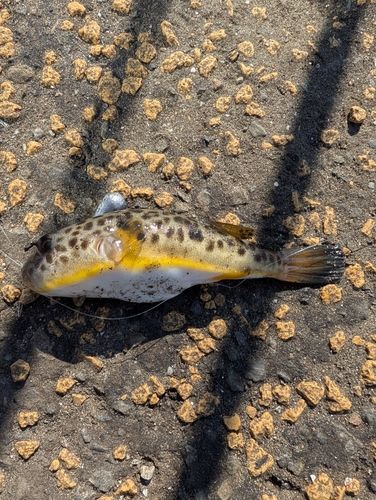 ヒガンフグの釣果