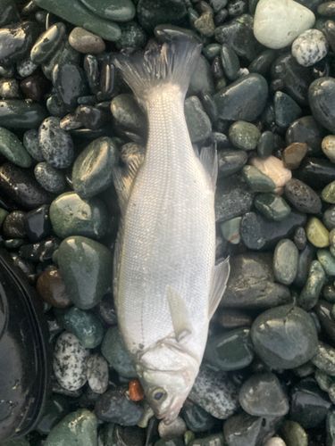 セイゴ（ヒラスズキ）の釣果