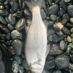 セイゴ（ヒラスズキ）