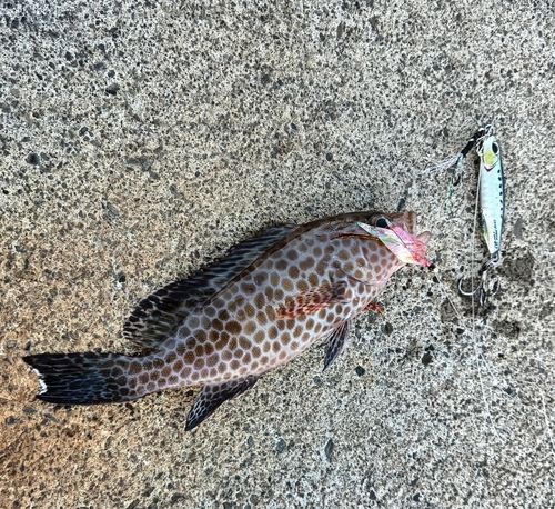 オオモンハタの釣果