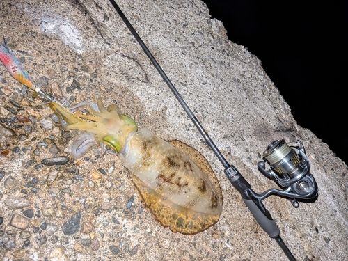 アオリイカの釣果