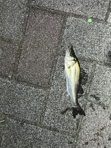 セイゴ（マルスズキ）の釣果