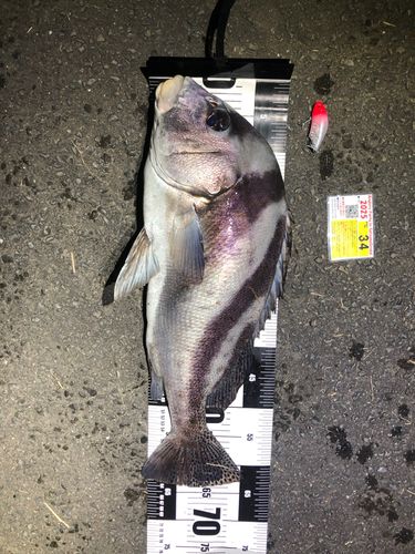 コショウダイの釣果