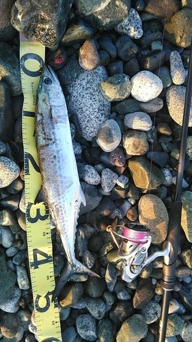 サゴシの釣果