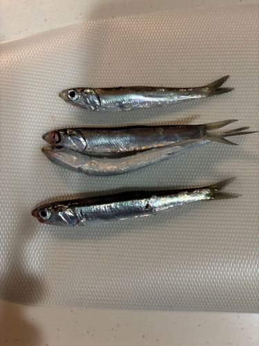 カタクチイワシの釣果