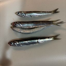 カタクチイワシ