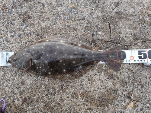 ヒラメの釣果